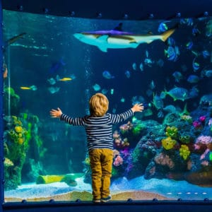 Kind steht vor einem großen Aquarium im Sealife. Im hintergrund schwimmt ein Hai.