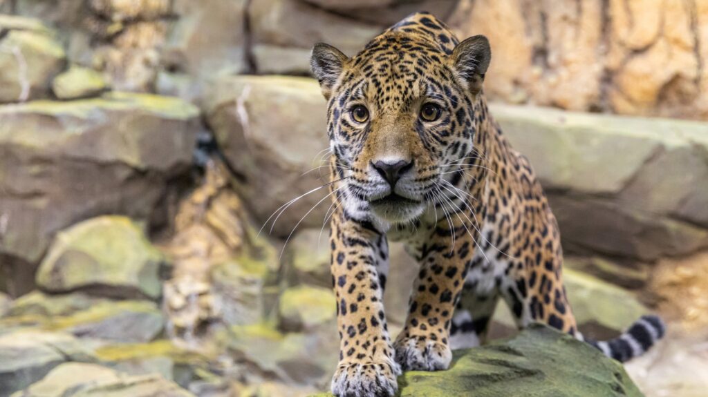 Aufnahme vom Jaguar im Zoo Berlin