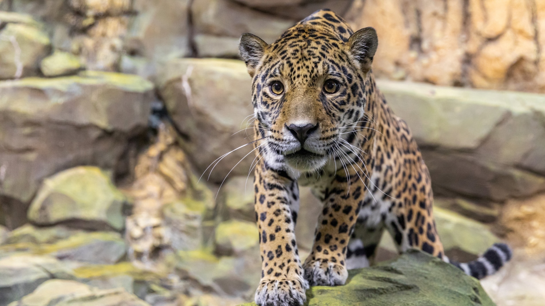 Aufnahme vom Jaguar im Zoo Berlin