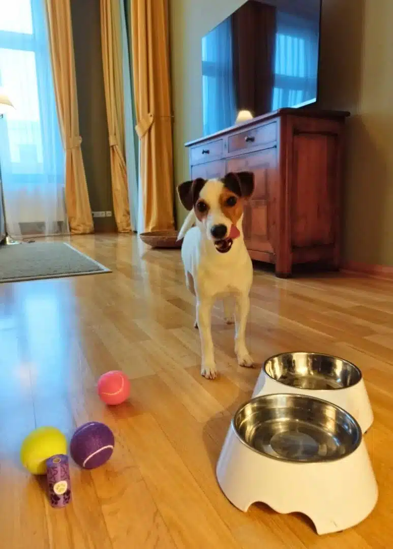 Unser hundefreundliches / Hotel with a dog - Hotel Louisa’s Place