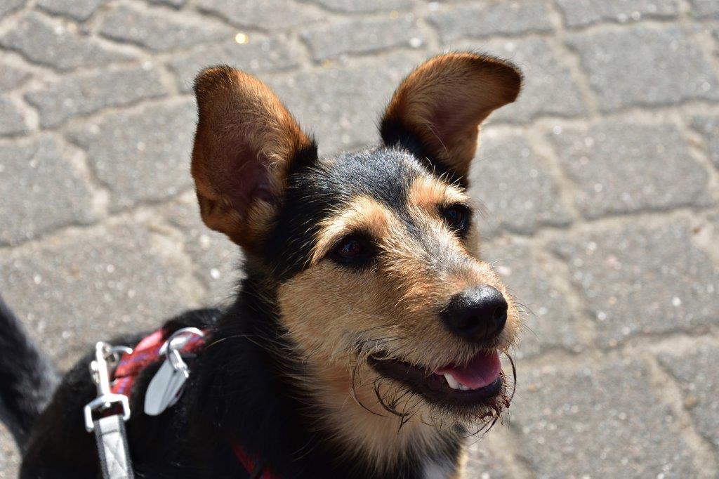 Hotel mit Hund bei Louisa's Place